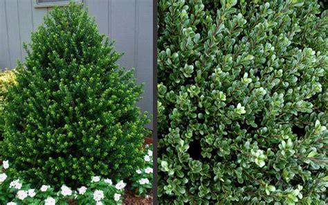 Pin on Evergreen Shrubs