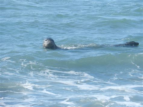 Maybe you would like to learn more about one of these? MonkSealMania.blogspot.com: 2-13-2012 DB Dailies: Kaiwi@LL ...