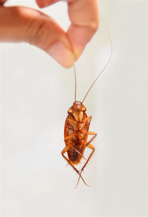 This Company Will Pay You 2000 To Release 100 Cockroaches Into Your Home And Um Eww