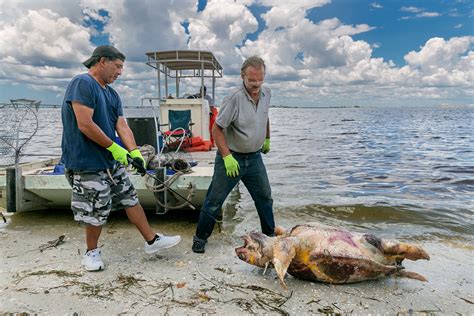 What Is Red Tide And How Does It Impact Sea Turtles — The State Of The