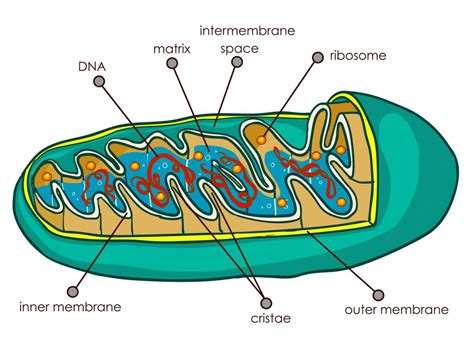 Number Of Mitochondria In Bacterial Cell Is जीवाणु कोशिका में
