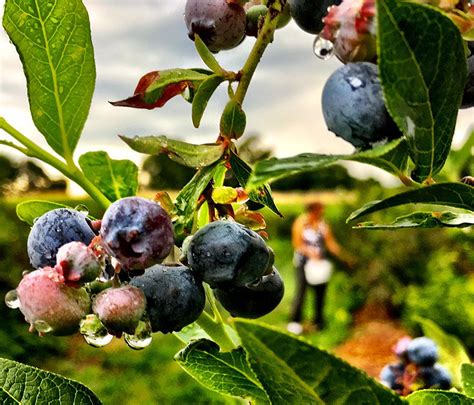 30 Stunning Farms To Go Blueberry Picking In Virginia