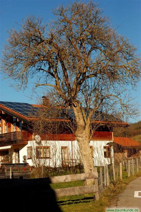Kollektiv turmstrasse — holunderbaum (herz aus holz mix). Alter Schwarzer Holunderbaum bei Hinang