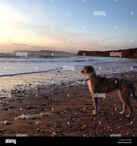 Hund Am Strand Stockfotografie Alamy