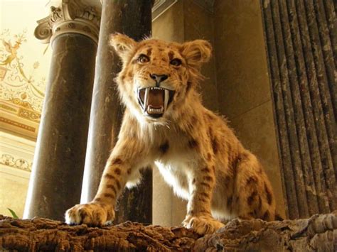 10 Fun Facts About Saber Toothed Cats Mental Floss