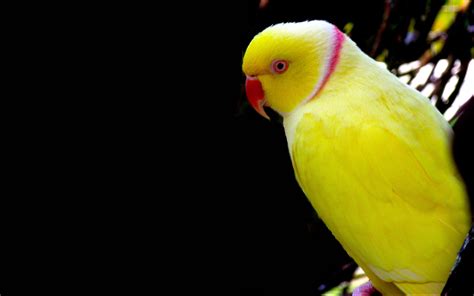 Yellow Parrot Wallpaper Hd For Mobile Phone Laptop And Pc 9482