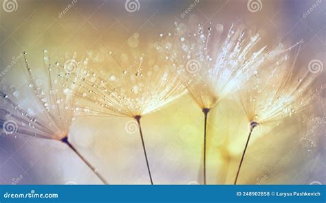 Dandelions On A Beautiful Golden Yellow Background Stock Photo Image