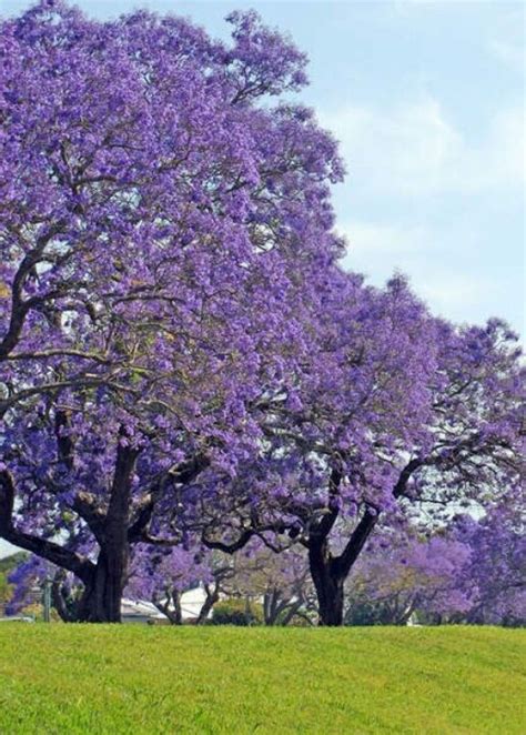 Native flowering trees are often overlooked because of the much showier imported species, but conservationists at the university of florida extension service recommend the tropical climate (usda zone 11) of southern florida hosts a large variety of exotic flowering trees and shrubs. 89 best images about Jacaranda trees on Pinterest | Sydney ...