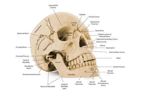 Diagrama De Cráneo De Hueso De Cabeza Humana Con Nombre De Partes Para