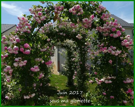 Les Roses De Mon Jardin Sous Ma Gloriette