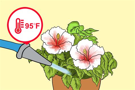 Why do trees grow tall? How to Grow Hibiscus Outdoors: 13 Steps (with Pictures ...