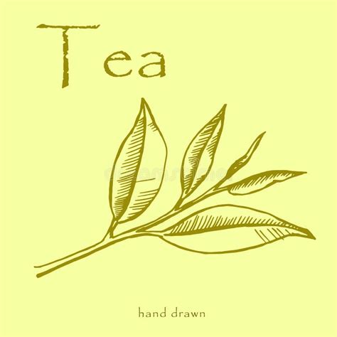 Green Tea Plant Leaves Hand Drawn Herbal Illustration In Sketch Style