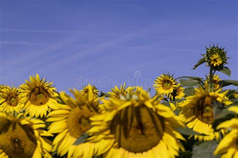 Sunflower Field With Flowers And Bees Stock Image Image Of Ripe