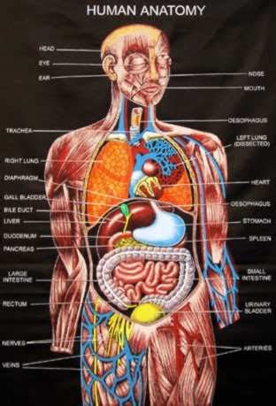 Anatomi Tubuh Manusia Detik Biologi