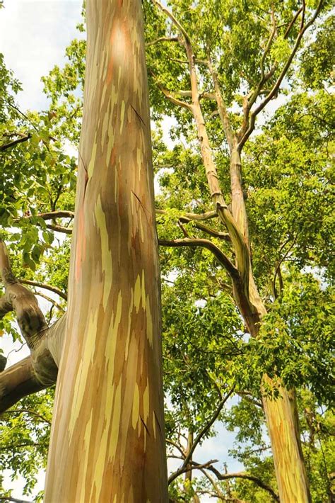 Rainbow Eucalyptus Tree See Rainbow Trees On Maui Tour