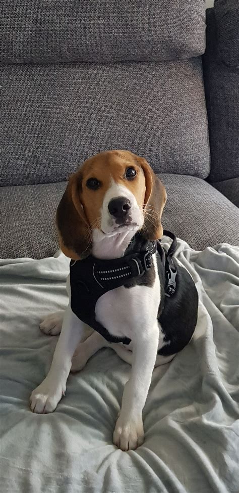 3 Month Old Beagle Puppy Size Beagle