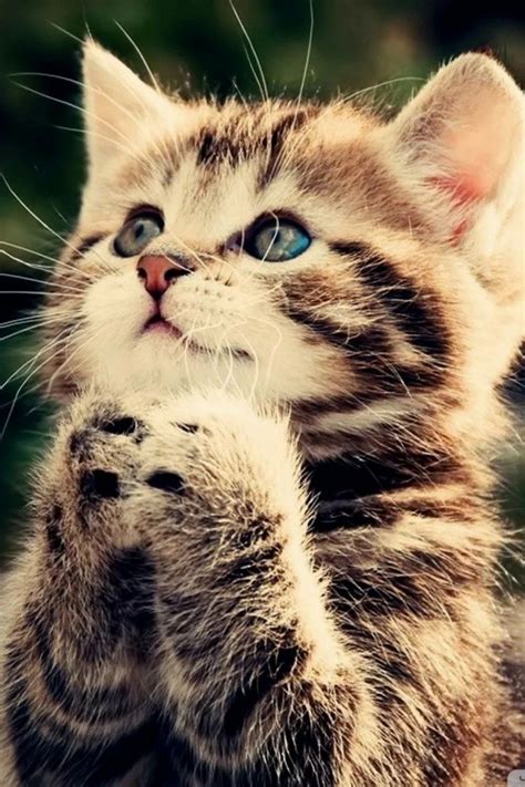 Praying Kitty Cute Cats Cats Kittens Cutest