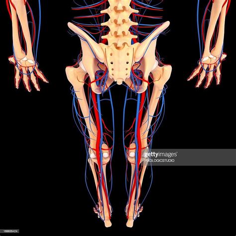 Lower Body Anatomy Artwork High Res Vector Graphic Getty Images
