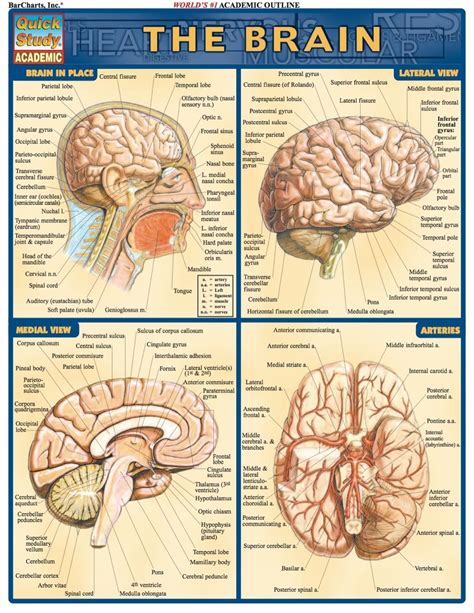 Brain Anatomy Poster Laminated Anatomical Chart Of Th