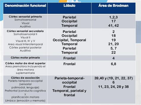 Telencefalo Y Areas De Brodman Anatomía Del Sistema Nervioso Y