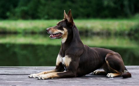 The History Of The Australian Kelpie Entegra Signature Structures