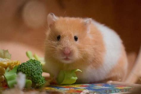Types Of Hamster Breeds That Make Great Pets With Pictures Pet Keen