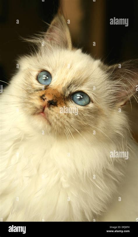 Beautiful Birman Tortie Point Pedigree Cat Stock Photo Alamy