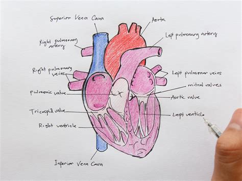 Draw A Labelled Diagram Of Internal Structure Of Human Heart And Porn Sexiz Pix