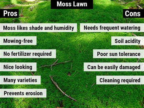 Moss Lawn Pros And Cons World Of Garden Plants