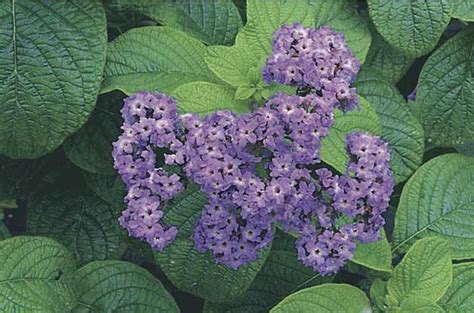 We provide you online service. Top 10 Flowers That Attract Bees - Birds and Blooms