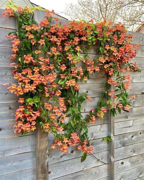 21 Fast Growing Creepers And Vines Balcony Garden Web