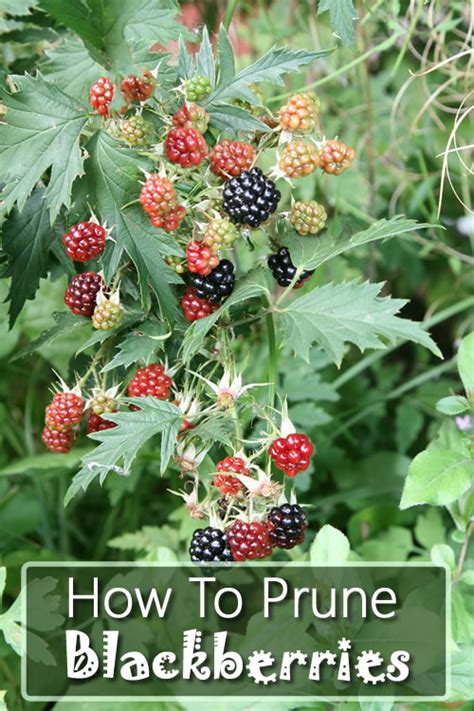 Blackberries with fruity aroma, seductive scent. How To Prune Blackberries