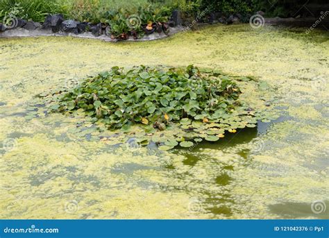 Cyanobacteria Blue Green Algae Bloom Infection Growing In Pond Lake