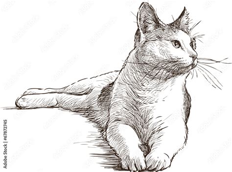 Rysunek Obraz Kotek Kot Rysunek Kolorowy