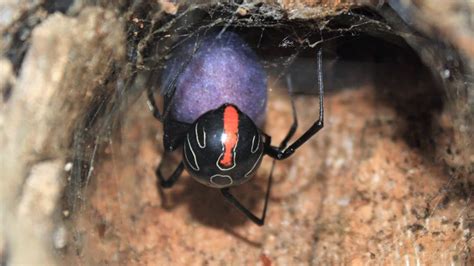 Exploring The Discovery And Study Of Black Widow Spider Eggs
