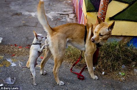 Why Do Dogs Smell Each Others Bottoms Video Reveals The Complex