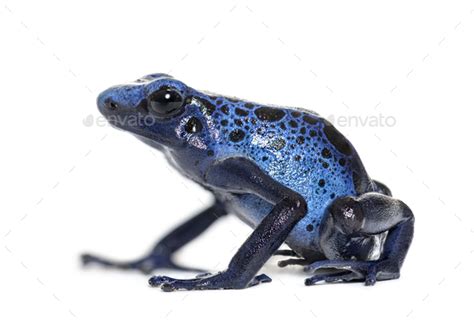 Blue Poison Dart Frog Dendrobates Tinctorius Azureus Isolated On