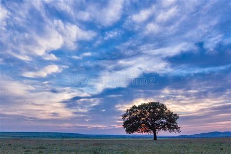 Beautiful Landscape With A Lonely Oak Tree In The Sunset And Dramatic