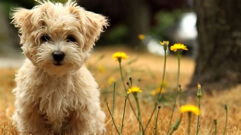 Cute Little Dog Animal Wallpaper Puppies Pets Best