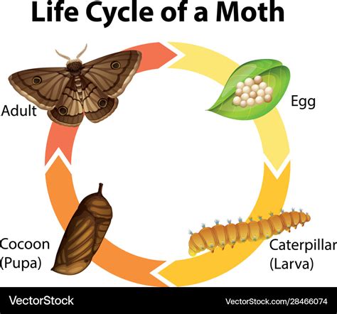 Diagram Showing Life Cycle Moth Royalty Free Vector Image