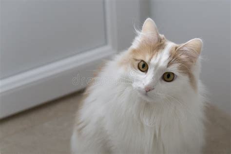 Home White Beige Cat Looks Ahead Muzzle Close Up Attentive And