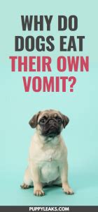 We did not find results for: Why Do Dogs Eat Their Own Vomit? - Puppy Leaks