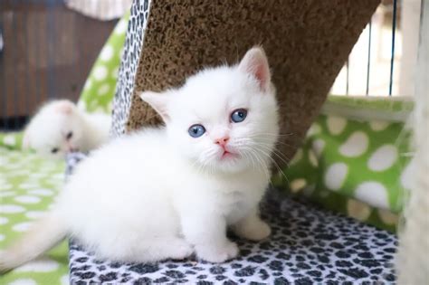 Dwarf cat wikipedia, the free encyclopedia. Munchkin Kittens for Sale in New York, New York