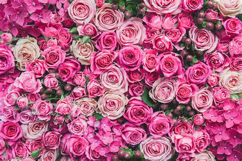 The quintessential special flower, roses are actually perfect for any occasion. Rose background by Ruth Black - Flower, Rose - Stocksy United