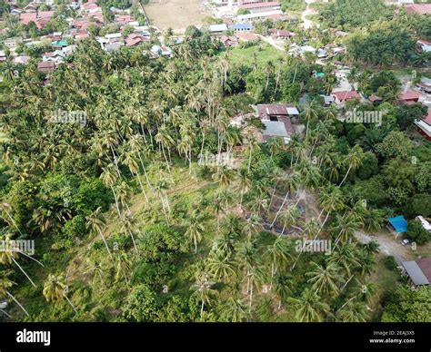 Aerial View Malays Village Beside Coconut Farm Stock Photo Alamy