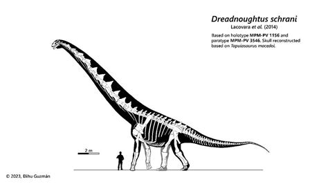 Dreadnoughtus Schrani Skeletal Reconstruction By Elihu04guzman On