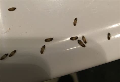 Bed bugs can hide under carpet edges where carpets meet walls; 8 Pics Carpet Beetles In Kitchen Cabinets And View - Alqu Blog