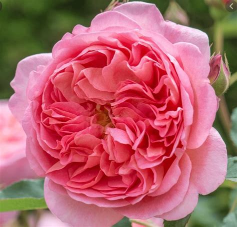 The 12 Most Fragrant Fab David Austin Rose Bushes