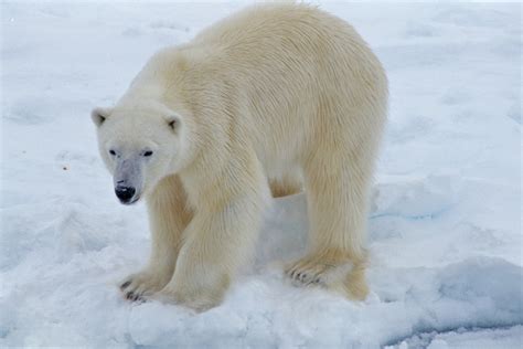 The International Polar Bear Day Thornews