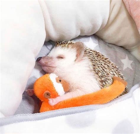 This Hedgehog Day Treat Yourself With 47 Pictures Of Hedgehogs With